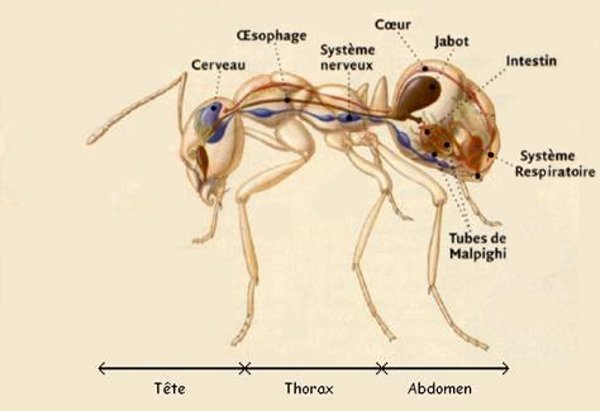 Ant Anatomy Diagram