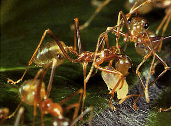 A worker uses larvae to fix the leaves