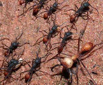 An ant army is moving