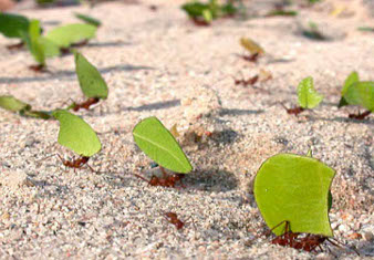 A line of ants carrying leaves