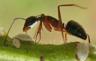 A Camponotus saundersi Ant