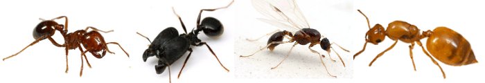 The 4 types of ant castes