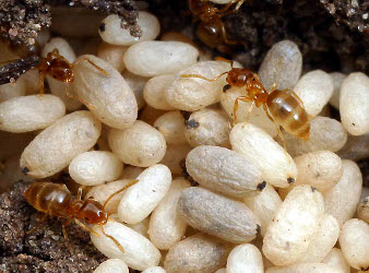 Ants cocoons