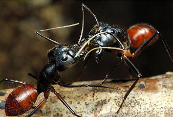 Deux fourmis s'affrontent