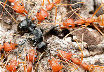 A black ant surrounded by red ants
