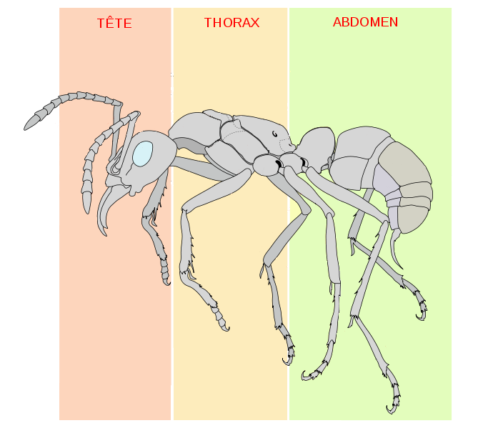 Le corps de la fourmis vue de l’exterieur