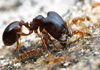 A soldier ant with a huge head.