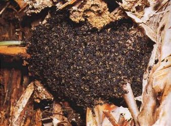 The ants come together to form a living nest.