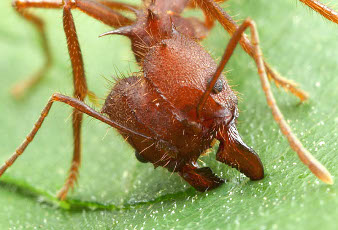 A major Atta cutting a leaf