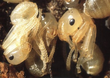 A  naked ant pupa