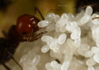 A group of ant eggs