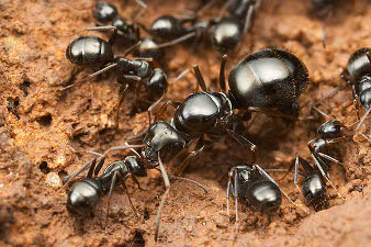 The queen ant surrounded by its workers