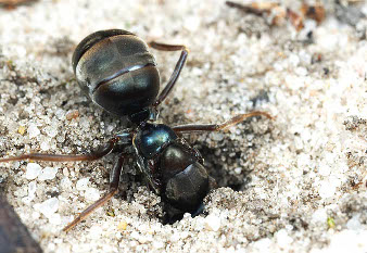 The queen ant enters in its hole