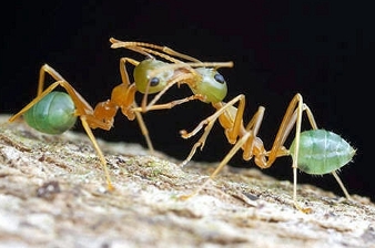 Two ants practice trophallaxis