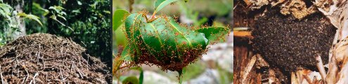 3 type of anthill