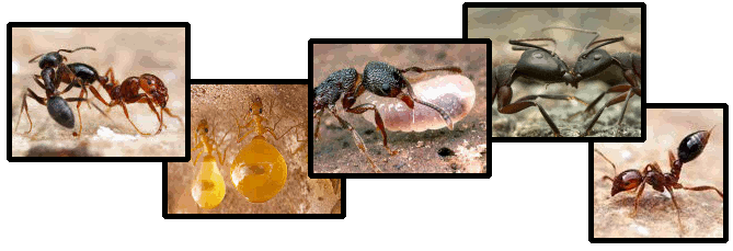 5 images of ants